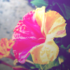 IconFlowerYellowPink_zpsf65f60e4.png