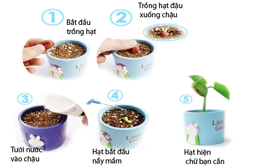 Hạt Đậu Thần Kì - Thông điệp dễ thương - Quà tặng ý nghĩa