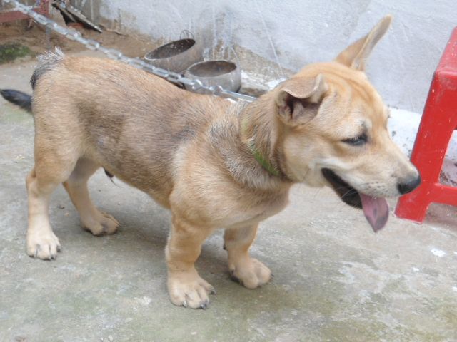 cần bán 1 con chó đẹp đốm lưỡi