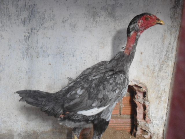 gà đòn bổn Bình Định nhiều kích cỡ để ae làm giống - 2