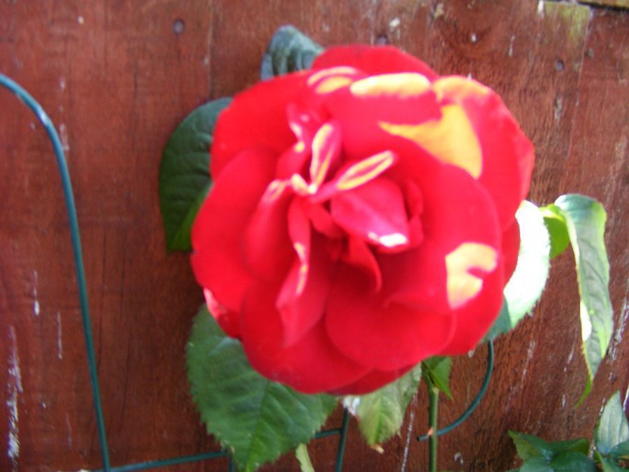 Red%20rose_zpsu8ufbgsq.jpg