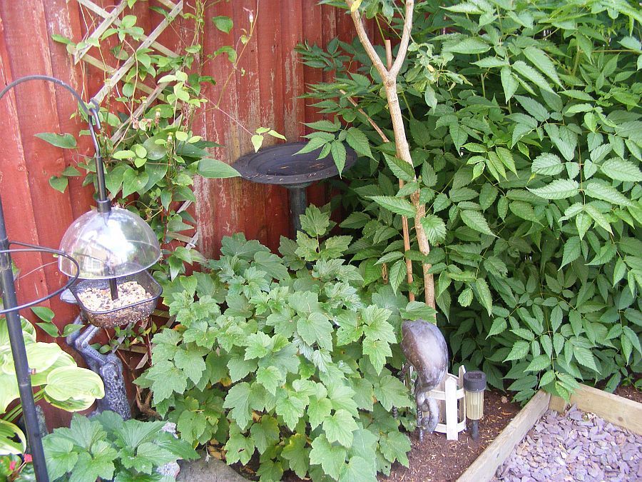 Spindle%20and%20shrubs_zpsinieusl6.jpg