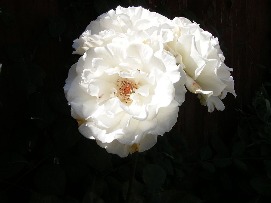 White%20rose_zpsdopqj54m.jpg